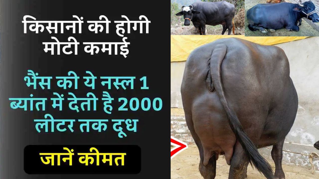 Mehsana buffalo Breed)